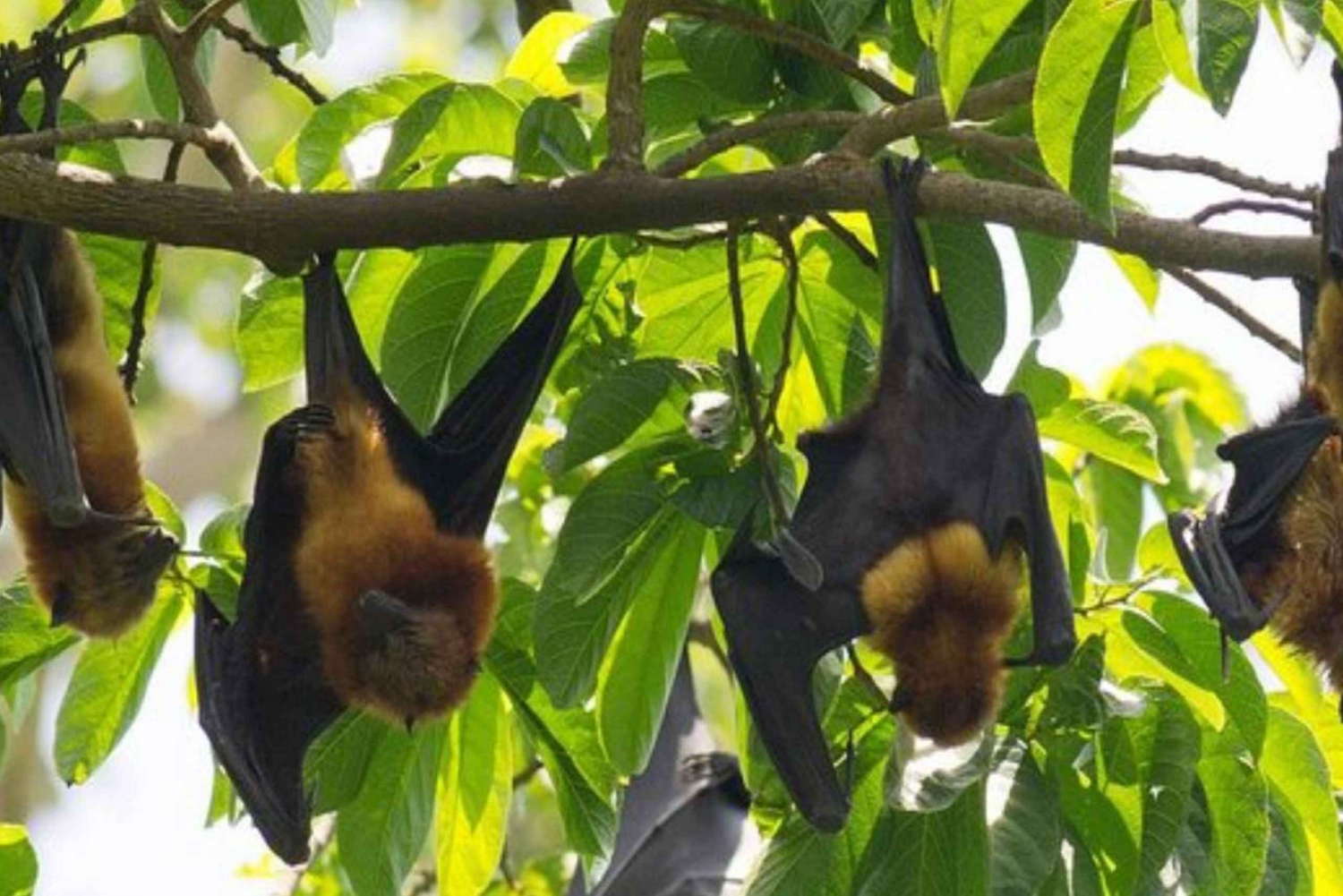 Pemba-eiland: rondleiding door het Flying Fox Sanctuary