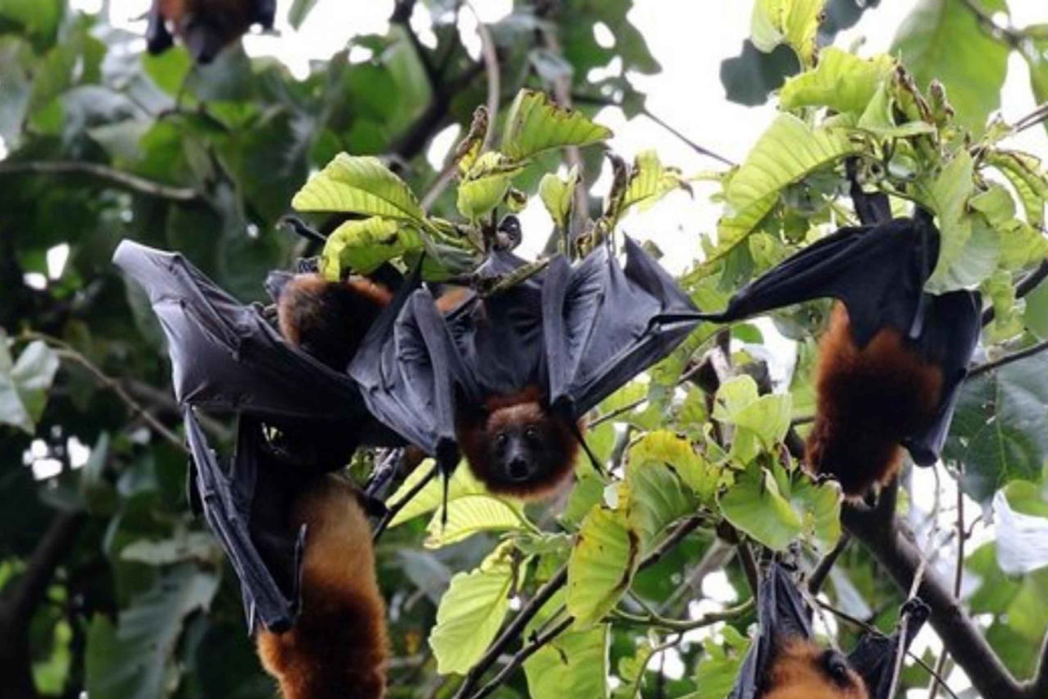 Pemba-eiland: rondleiding door het Flying Fox Sanctuary