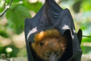Pemba-eiland: rondleiding door het Flying Fox Sanctuary