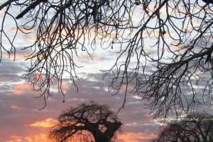 Zanzibar: Prison Island og Nakupenda Sandbank-tur