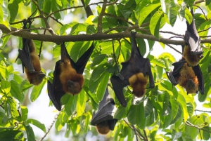 Zanzibar: Ui Saalamin luolassa ja tutustu Mtende Beach Paradisiin