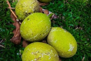 Zanzibar: Ui Saalamin luolassa ja tutustu Mtende Beach Paradisiin