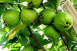 Zanzibar: Ui Saalamin luolassa ja tutustu Mtende Beach Paradisiin