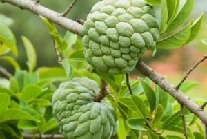 Zanzibar: Ui Saalamin luolassa ja tutustu Mtende Beach Paradisiin