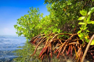 Zanzibar: Blue Lagoon, Starfish, Horseback Riding & The Rock