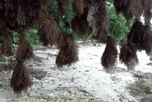 Île de Pemba : visite guidée du village de Makangale