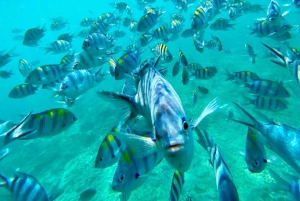Pemba-øen: Snorkling på Misali-øen og Chake Chake-tur