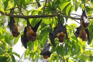 Île de Pemba : excursion dans la forêt de Ngezi et à la plage de Vumawimbi