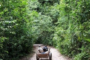 Île de Pemba : excursion dans la forêt de Ngezi et à la plage de Vumawimbi