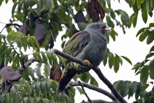 Isla de Pemba: tour guiado por el bosque de Ngezi
