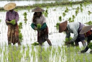 ZANZIBAR: villaggio Masai, nuoto con le tartarughe marine e fattoria delle spezie
