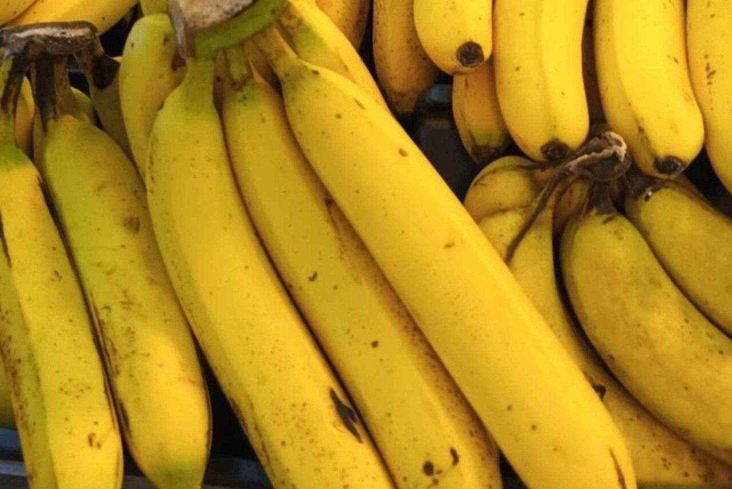 Pemba-øen: Krydderifarm, Chake Chake og Pujini-tur