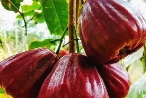 ザンジバル：ジョザニ・チュワカ・ベイ・パーク プライベートツアー（ガイド付き）