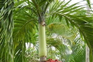 ザンジバル：ジョザニ・チュワカ・ベイ・パーク プライベートツアー（ガイド付き）