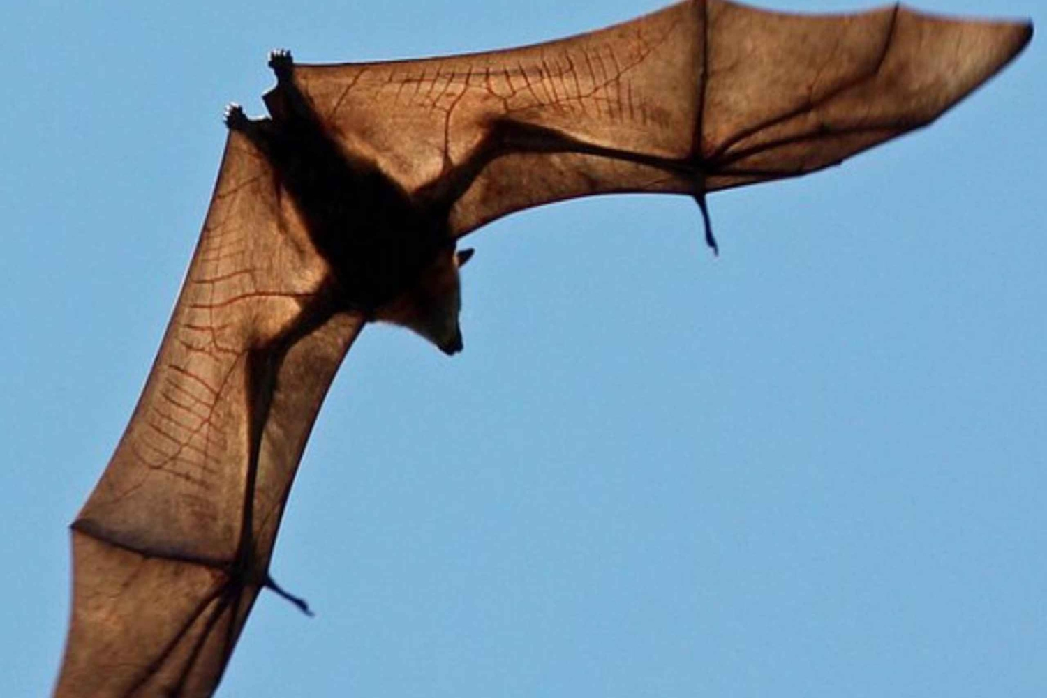 Isla de Pemba: Excursión para ver zorros voladores de Pemba