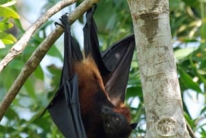 Ilha de Pemba: Excursão Pemba Flying Fox