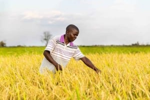 Isola di Pemba: tour del villaggio di Tumbe e dell'isola di Kojani con pranzo