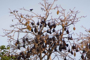 Île de Pemba : visite de la forêt de Ngezi