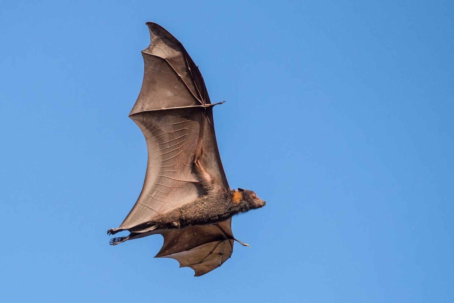 Pemba: Kidike flygende rev-sanktuar og Ngezi skogstur