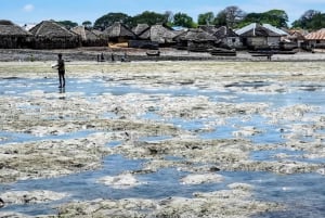 Zanzíbar: isla de la Prisión y encuentro con tortugas gigantes.