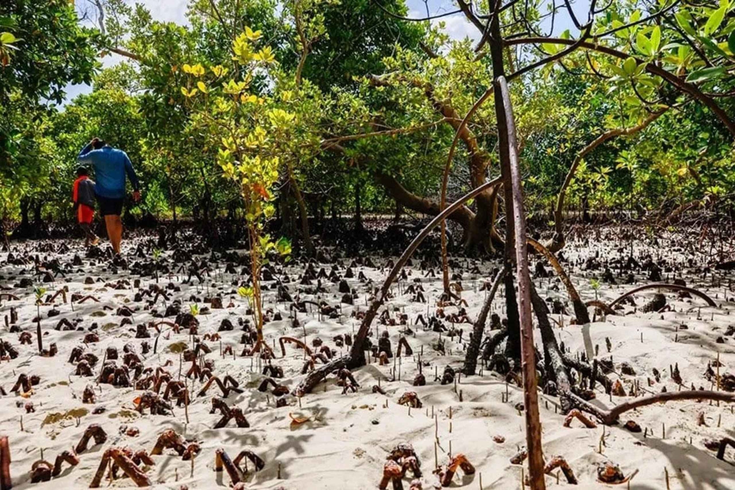 Pemba: tour tra le mangrovie e snorkeling nella barriera corallina