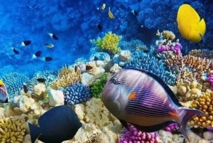 Pemba: Mangrove Forest and Coral Reef Snorkeling Tour