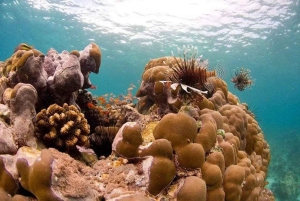 Pemba: Mangrove Forest and Coral Reef Snorkeling Tour