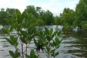 Pemba: Mangrove Forest and Coral Reef Snorkeling Tour