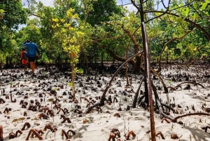 Pemba: tour tra le mangrovie e snorkeling nella barriera corallina