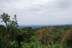 ZANZIBAR: Jozani forest Golden Monkey and Mangrove forest