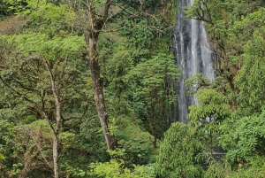 ZANZIBAR: Jozani forest Golden Monkey and Mangrove forest