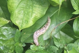 Pemba: Ngezi-skoven og Vumawimbi-stranden