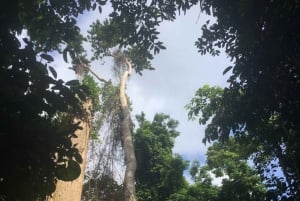 Pemba: Ngezi-skoven og Vumawimbi-stranden