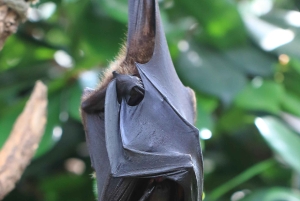 Pemba: Ngezi Forest Reserve, Lighthouse & Vumawimbi Beach