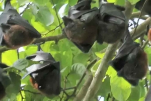 Zanzibar: Foresta di Jozani, piantagioni di spezie e Prison Island