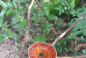 Zanzibar: Foresta di Jozani, piantagioni di spezie e Prison Island