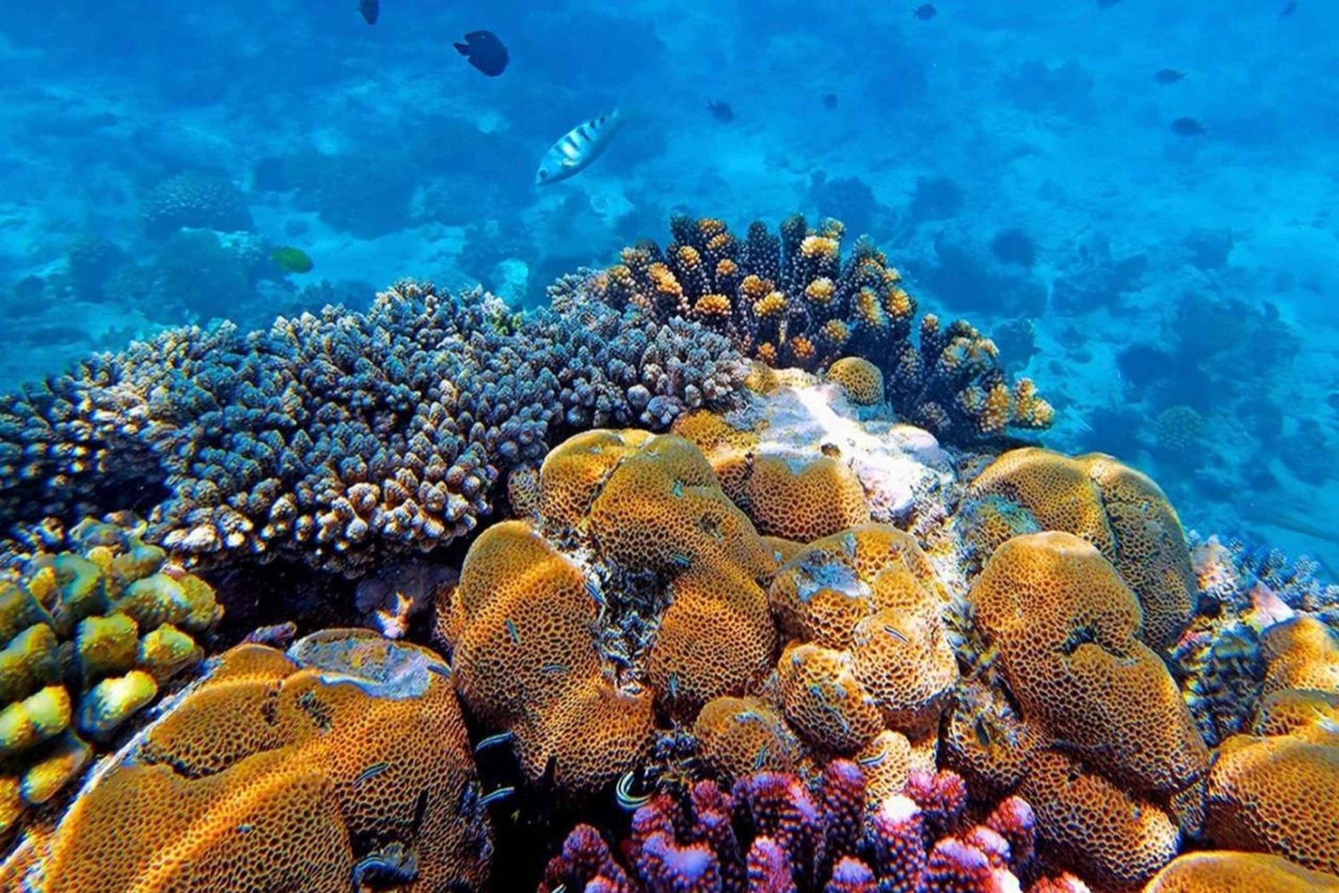 Zanzibar: Crystal Waters of Kuza & The Rock Restaurant