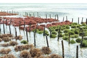 Pemba: Tumbe Seaweed Farming Tour with Sunset Feast