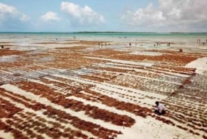 Pemba: Tumbe Seaweed Farming Tour with Sunset Feast