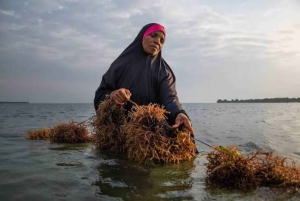 Pemba: Tumbe Seaweed Farming Tour with Sunset Feast