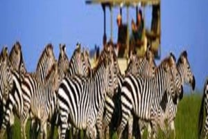 Perfect 2-Day Tanzania Safari: Tarangire & Ngorongoro Tour