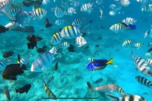 Pingwe: zeesterren, Blue Lagoon, snorkelen & The Rock Tour