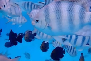 Pingwe: zeesterren, Blue Lagoon, snorkelen & The Rock Tour