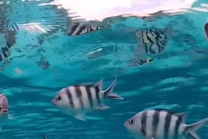 Pingwe: zeesterren, Blue Lagoon, snorkelen & The Rock Tour