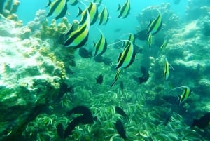 Pingwe: zeesterren, Blue Lagoon, snorkelen & The Rock Tour