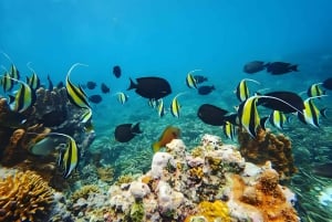 Pingwe: zeesterren, Blue Lagoon, snorkelen & The Rock Tour