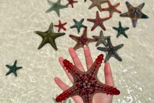 Pingwe: zeesterren, Blue Lagoon, snorkelen & The Rock Tour