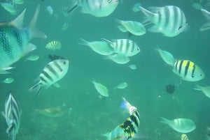 Pingwe: zeesterren, Blue Lagoon, snorkelen & The Rock Tour