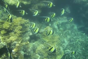 Pingwe: zeesterren, Blue Lagoon, snorkelen & The Rock Tour