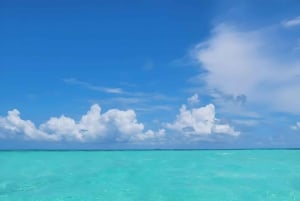 Pingwe: zeesterren, Blue Lagoon, snorkelen & The Rock Tour